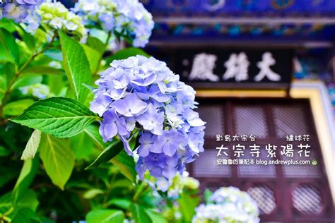 太宗台 繡球花|釜山慶典》太宗台繡球花節｜影島太宗臺太宗寺夏日美 